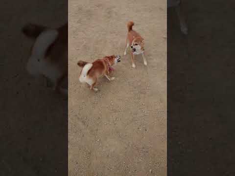 クウちゃん - YouTube