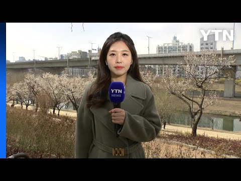 [날씨] 맑고 따뜻한 주말...도심 <strong>봄꽃</strong> 속속 개화 / YTN