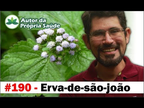 Vídeo: Flor ageratum: descrição, características do cultivo em campo aberto