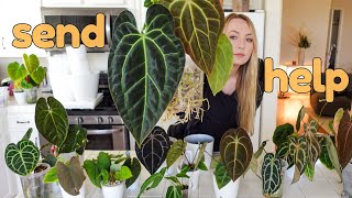 ❗ huge (failed) anthurium repot ❗AKA the time I lost my mind repotting 18 plants