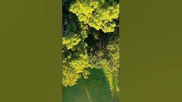 Practice with trees ! #fpv #drone #dji #fpvfreestyle