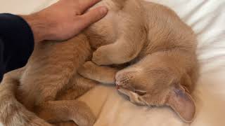 Happy lad gets into sleeping position