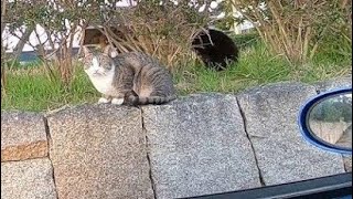 野良猫が車内を覗いていたので降りていってモフモフしてみた