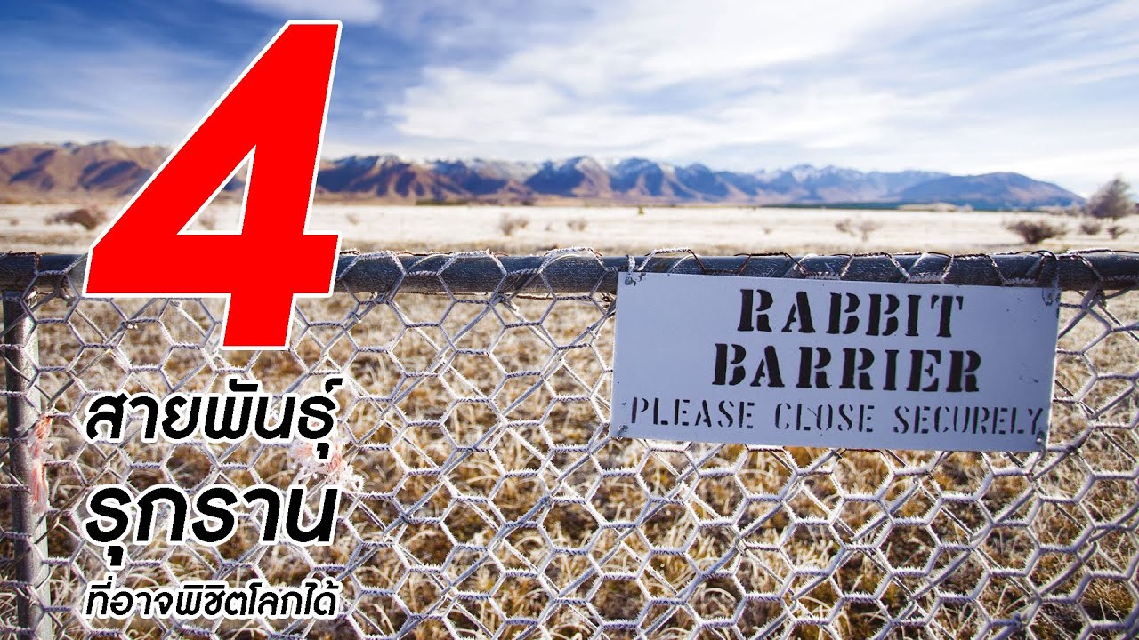 4 สายพันธุ์ ‘รุกราน’ ที่อาจพิชิตโลกได้