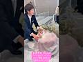 【可愛すぎ】みんなのアイドルがリングガールに♡頑張る姿に会場中がメロメロ.#結婚式 #結婚 #wedding #kawaii #shortvideo