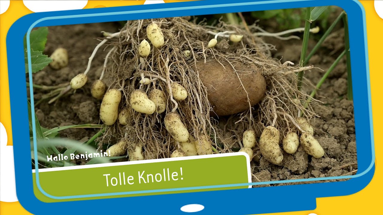 Hallo Benjamin! - Zu Besuch beim Kartoffel-Bauer