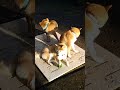 ぴた ごら すいっ ち #Shorts