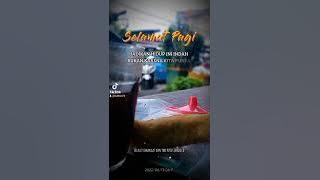 ucapan selamat pagi story wa