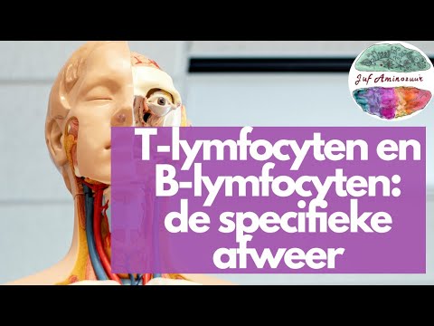 Video: Verschil Tussen T-lymfocyten En B-lymfocyten