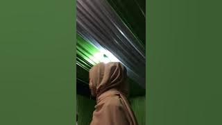 UMMI cover by sabyan gambus