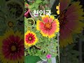 Growing Indian Blanket Flower Indian Blanket Flower Summerflower Flowers Growing Indian Blanket Flower Indian Blanket Flower Summerflower Flowers