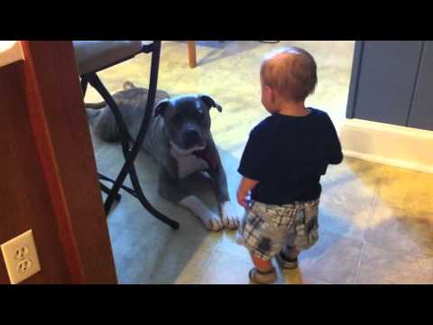 Pitbull Meets a Baby