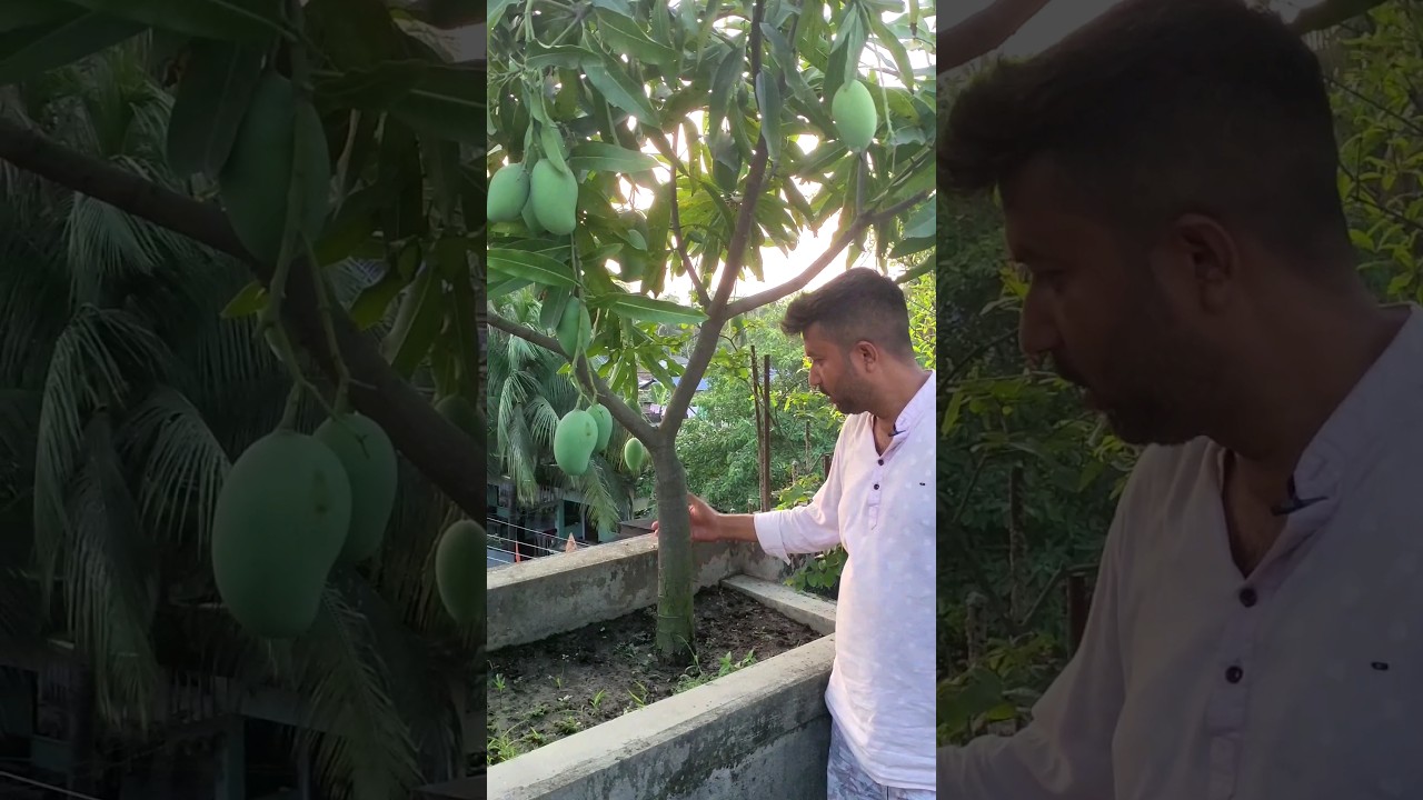 How do i Care my Plants 