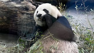 Rainy Day at the Taipei Zoo LIVE Exploring Largest Zoo in Asia (May 21, 2024)