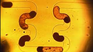 Whole blood microdroplets
