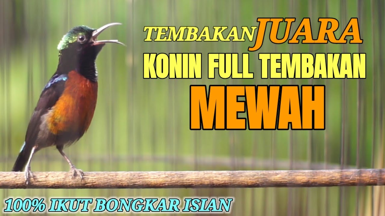 MASTERAN SUARA BURUNG KOLIBRI NINJA BONGKAR ISIAN FULL TEMBAKAN MEWAH TAJAM NYARING RAPET