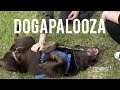 Dogapalooza gathered Cute Dogs and Puppies in Melbourne! Dogapalooza gathered Cute Dogs and Puppies in Melbourne!