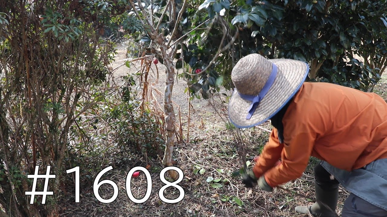 植木の足元が光に照らされていく！蔓を引っ張って枯草をかき集めて明るい庭づくり