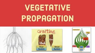 Vegetative Propagation-Asexual Reproduction in Plants-Leaving Cert Biology