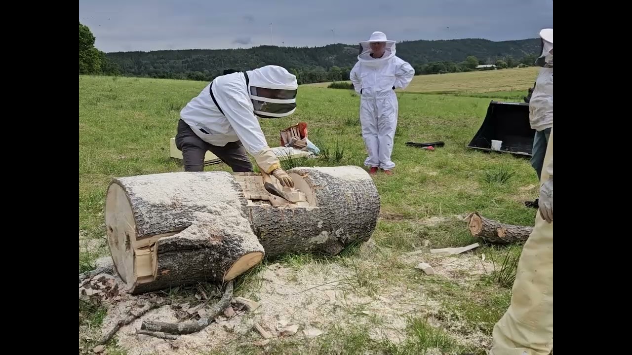 Bisamhället i det nedfallna trädet, vi tar hand om det.