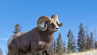 Ranking North American Herbivores by size
