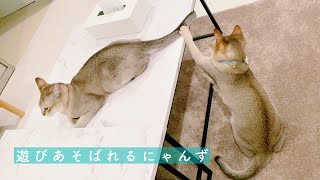 にゃんずの戯れ #Shorts