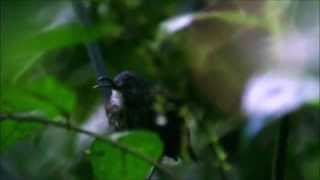 Sumatran Wren-Babbler