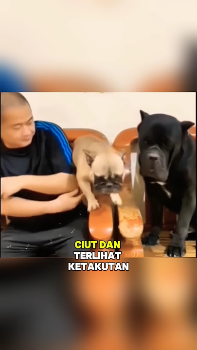 Nyali anjing ini langsung ciut saat didekatkan