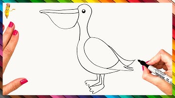 How To Draw A Pelican Step By Step - Pelican Drawing Easy