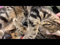 【猫】すやすやお昼寝はなちゃん