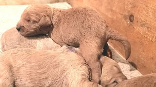 Cutest Newborn Baby Puppy Pooping On A Puppy's Face | Cute Newborn Labradoodle Puppies