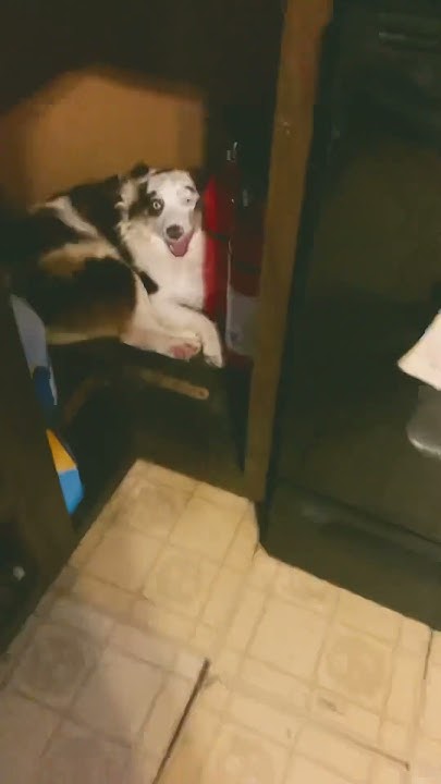 Who let the dogs out part 2? 🐶 #funny - YouTube - What Is Who Let The Dogs Out About