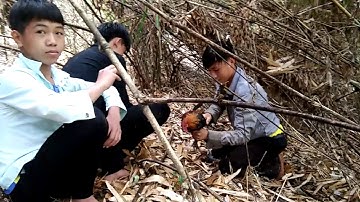 Yos hav zoov 2019 saib cuab qaib qus tuaj zoo heev thiaj lom zem heev