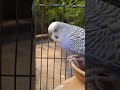 Cute Alone Budgie