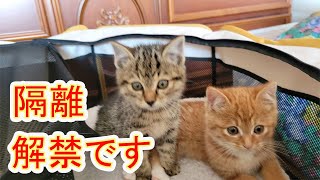 【保護猫】レスキューした子猫74 いよいよ、にこちゃんと子猫がご対面です