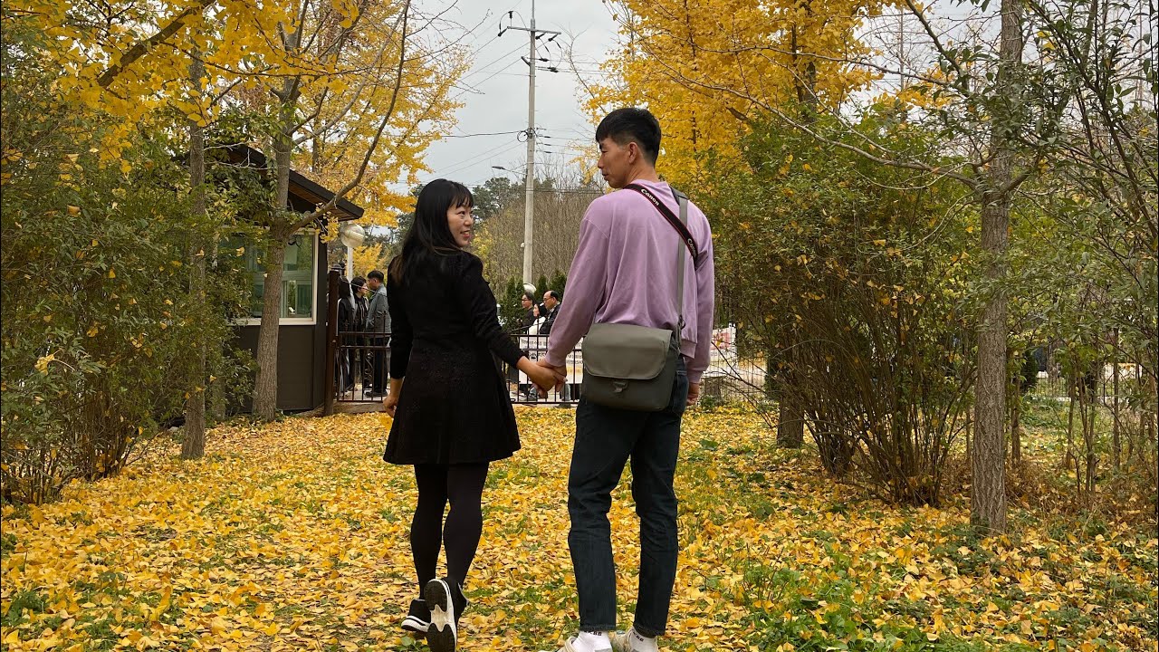 전남 은행나무 명소 나주남평은행나무길 - 전남여행 여행