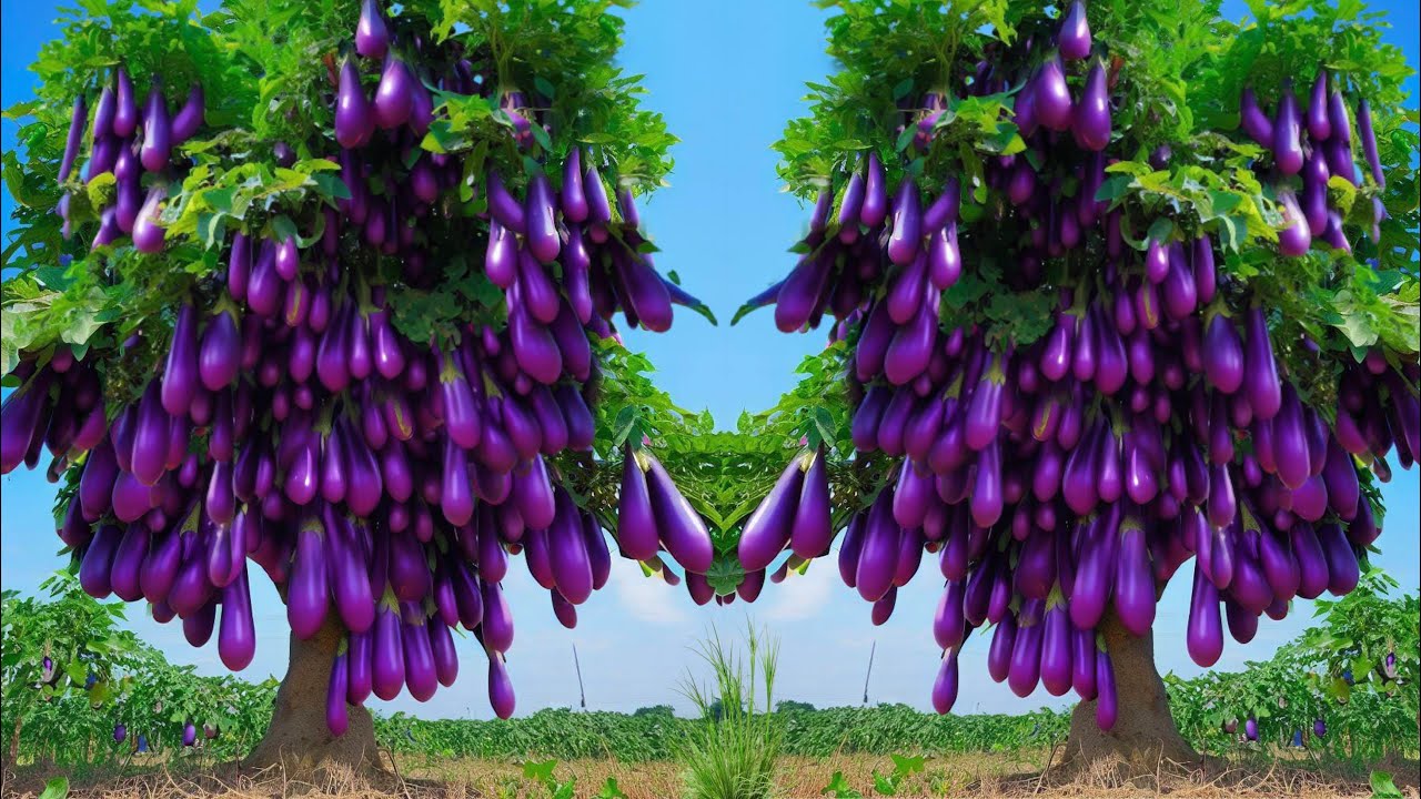 Great way to grow eggplant into eggplant with eggs.& Aloe Vera