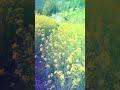 20 April 2022_Flowers video status4k full screen whatsapp status #shorts