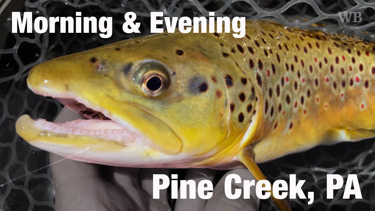 DIY Guide to Fly Fishing Pine Creek in North-Central Pennsylvania
