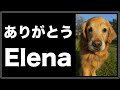 愛犬エレナが虹の橋を渡りました