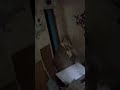 Паранормальное на заброшке #заброшка #заброшенныеместа #гуляю #гулять #природа #паранормальное