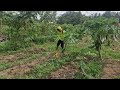 INNOVATIVE WEED CONTROL FOR PAPAYA FARMING – SIMPLE YET POWERFUL METHOD!-agriculture farming