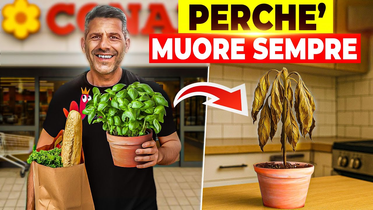 Basilico 🪴  3 Errori da evitare per averlo sempre perfetto !!!