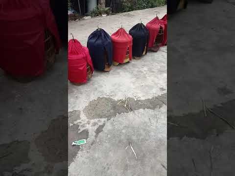 Chim họa mi-chuyen bán mi mộc tinh-mộc đẹp-0936972953-