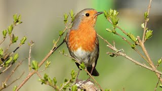 Rotkehlchen Gesang