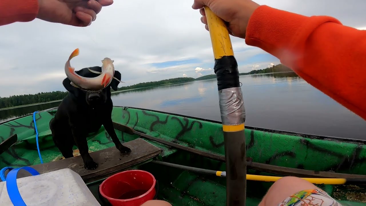 SITTIONGELLA 2   JÄTTIAHVEN 1440g/47cm