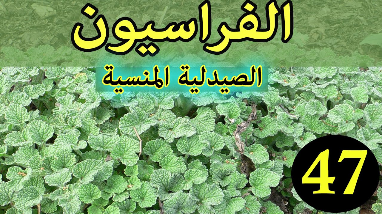 مريوة العشبة  رقم 47 من السلسلة التعريفية بالأعشاب الموجودة في المغرب