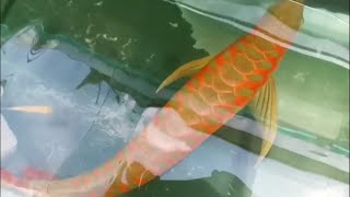 The Dragon Fish Siluk Merah