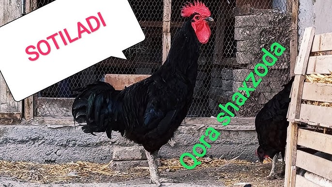 Yirtqichlar ayollarni sikishadi Kamar bilan paypoqda jinsiy aloqa video kliplar