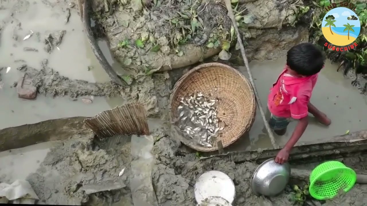 Best Fish Trap Catches a lot of Small fish 